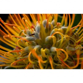 FUJIFILM X-T50 Mirrorless Camera with 15-45mm f/3.5-5.6 Lens (Black)