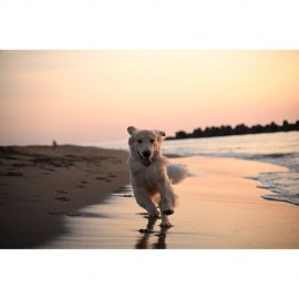 Nikon Zf Mirrorless Camera