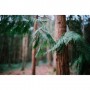 Sigma 35mm f/1.2 DG II Art Lens (Sony E)