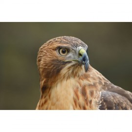 Canon EOS R6 Mark III Mirrorless Camera