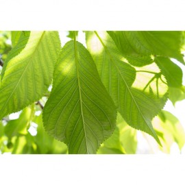 Tamron 17-70mm f/2.8 Di III-A VC RXD Lens for FUJIFILM