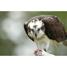 Sony FE 400-800mm f/6.3-8 G OSS Lens (Sony E)