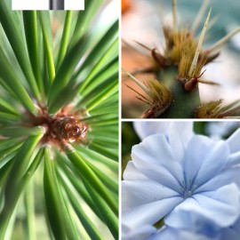 SANDMARC Macro Lens for iPhone X