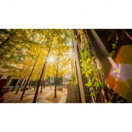 Venus Optics Laowa 10mm f/2.8 Zero-D FF Autofocus Lens (Sony E)