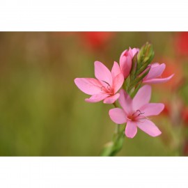 Nikon NIKKOR Z 70-180mm f/2.8 Lens (Nikon Z)