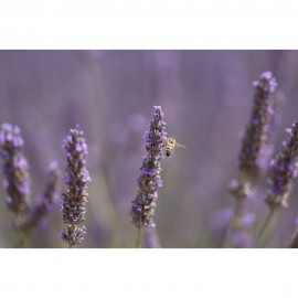 Canon RF 70-200mm f/2.8 L IS USM Z Lens (Black)